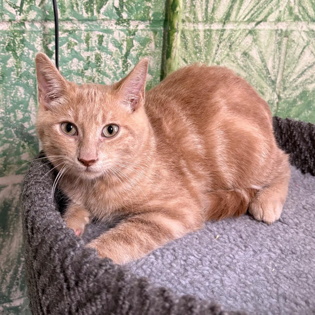 Tequila, Adoptable, Kitten Male Domestic Short Hair.