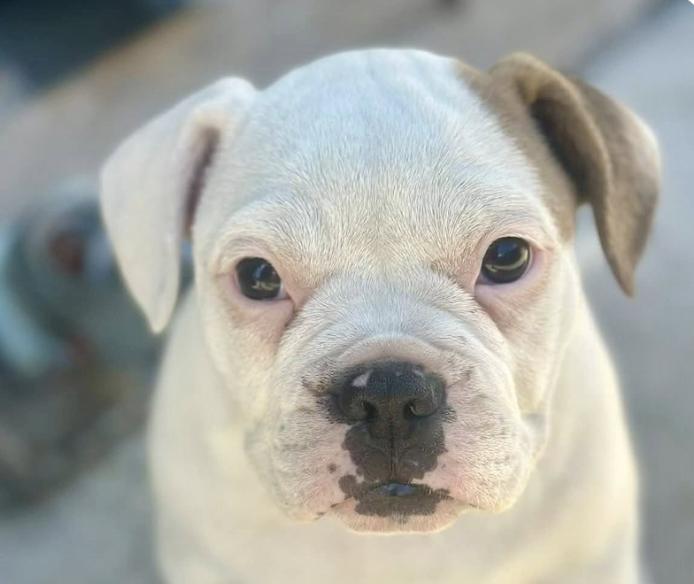 Enlarge Simon, an adopted mixed breed in San Ramon, CA image 1/1