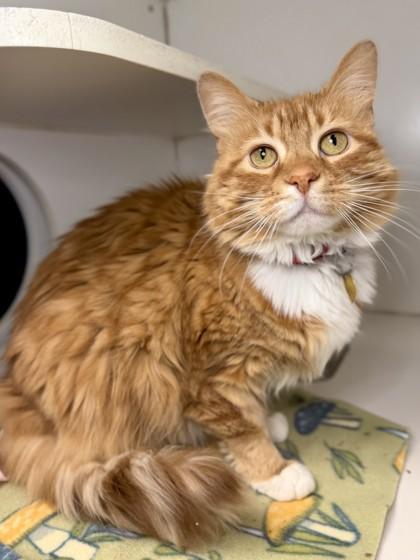 Jules, Adoptable, Adult Female Domestic Long Hair & Domestic Short Hair.