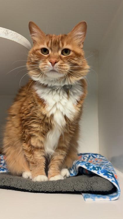 Jules, Adoptable, Adult Female Domestic Long Hair & Domestic Short Hair.