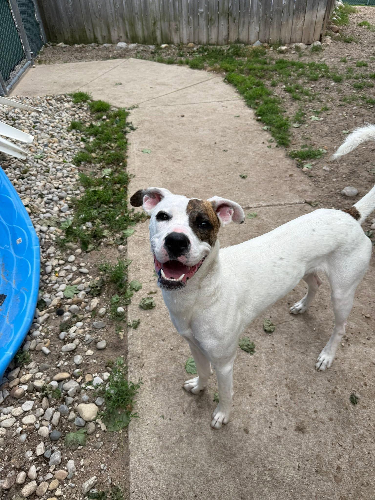 Rufus, adopted, Young Male Boxer.
