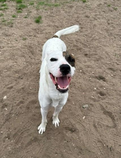 Rufus, an adopted mixed breed in Bellaire, MI image 2/2
