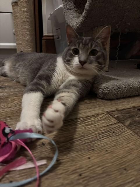 Enlarge Ricotta "Cheesy Boy", a Adopted Domestic Short Hair in Ambler, PA image 1/6