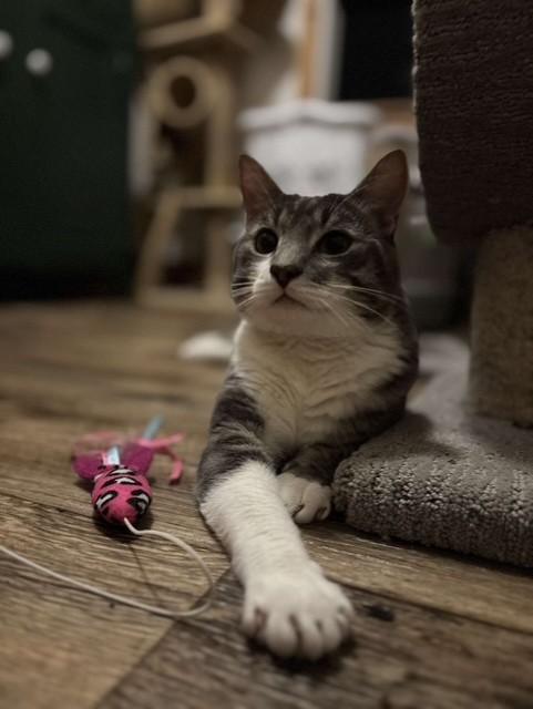 Enlarge Ricotta "Cheesy Boy", a Adopted Domestic Short Hair in Ambler, PA image 3/6