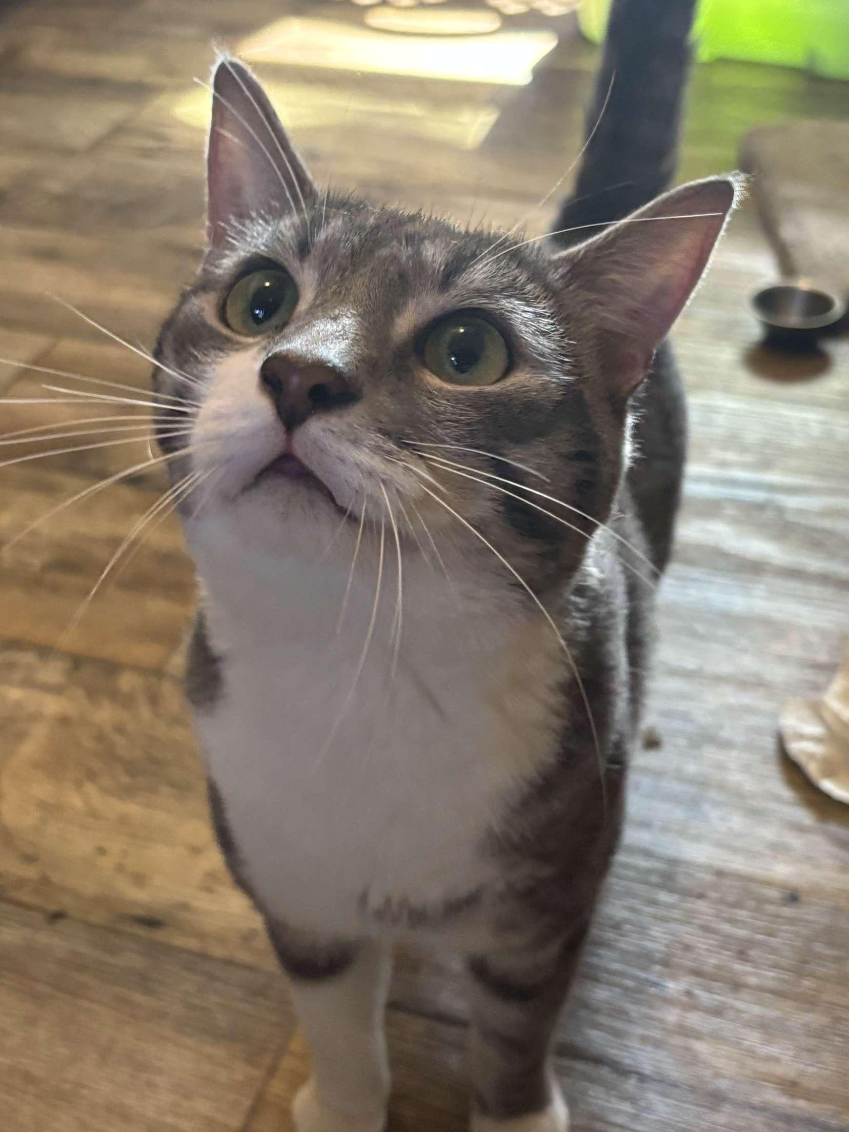 Enlarge Ricotta "Cheesy Boy", a Adopted Domestic Short Hair in Ambler, PA image 4/6