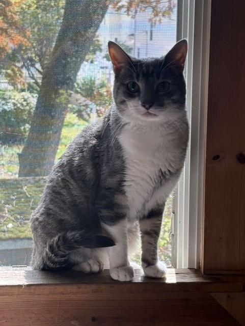 Enlarge Ricotta "Cheesy Boy", a Adopted Domestic Short Hair in Ambler, PA image 5/6