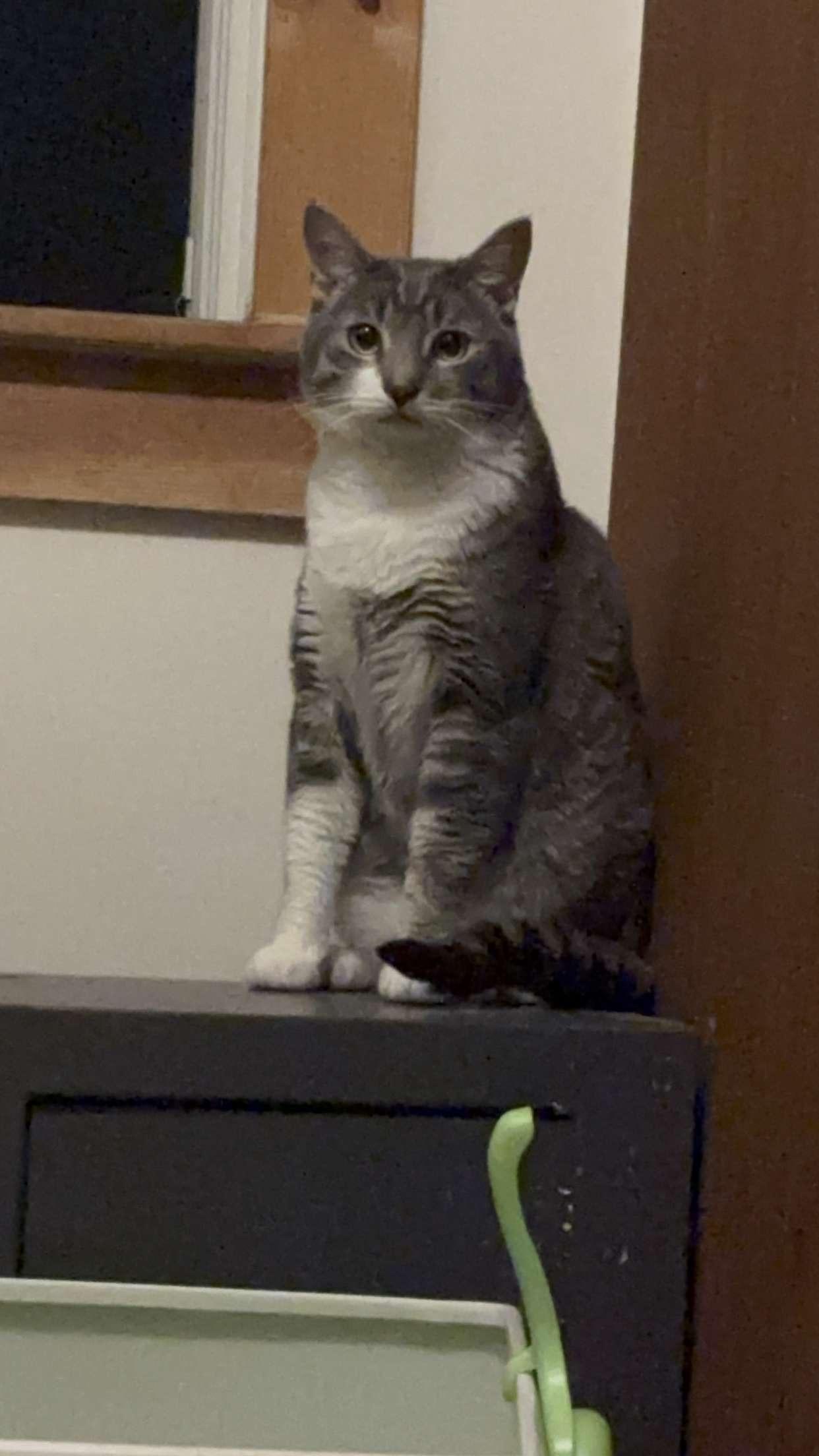 Enlarge Ricotta "Cheesy Boy", a Adopted Domestic Short Hair in Ambler, PA image 2/6