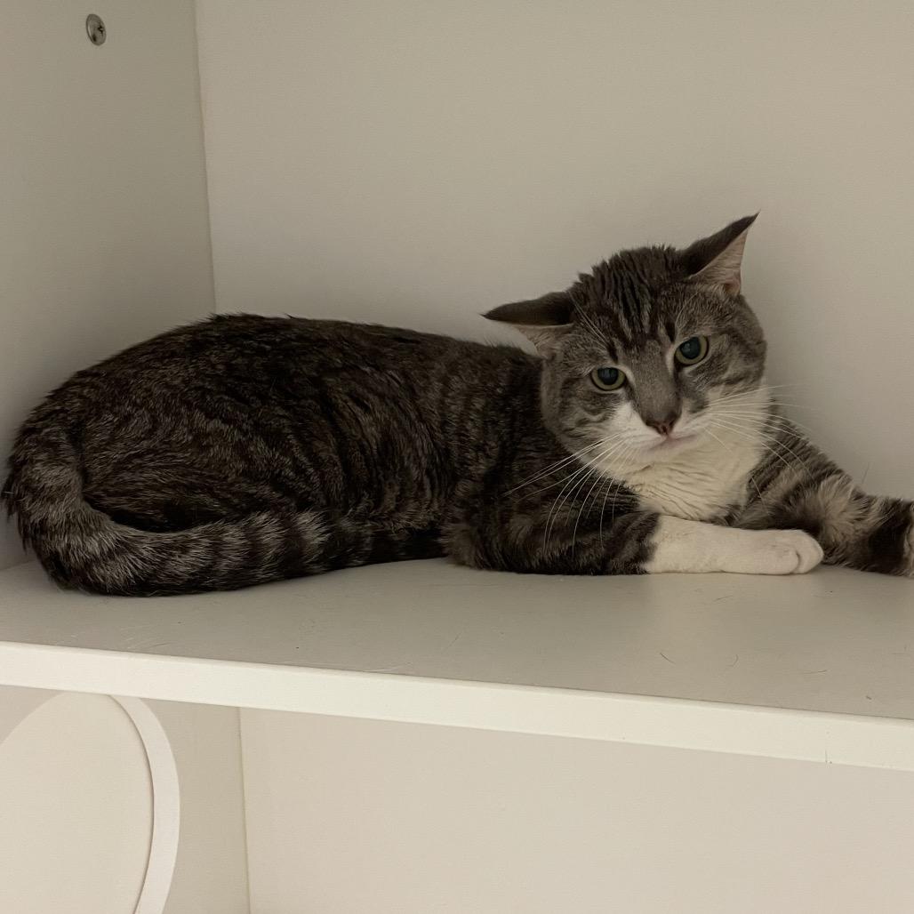 Ricotta "Cheesy Boy", Adopted, Adult Male Domestic Short Hair.