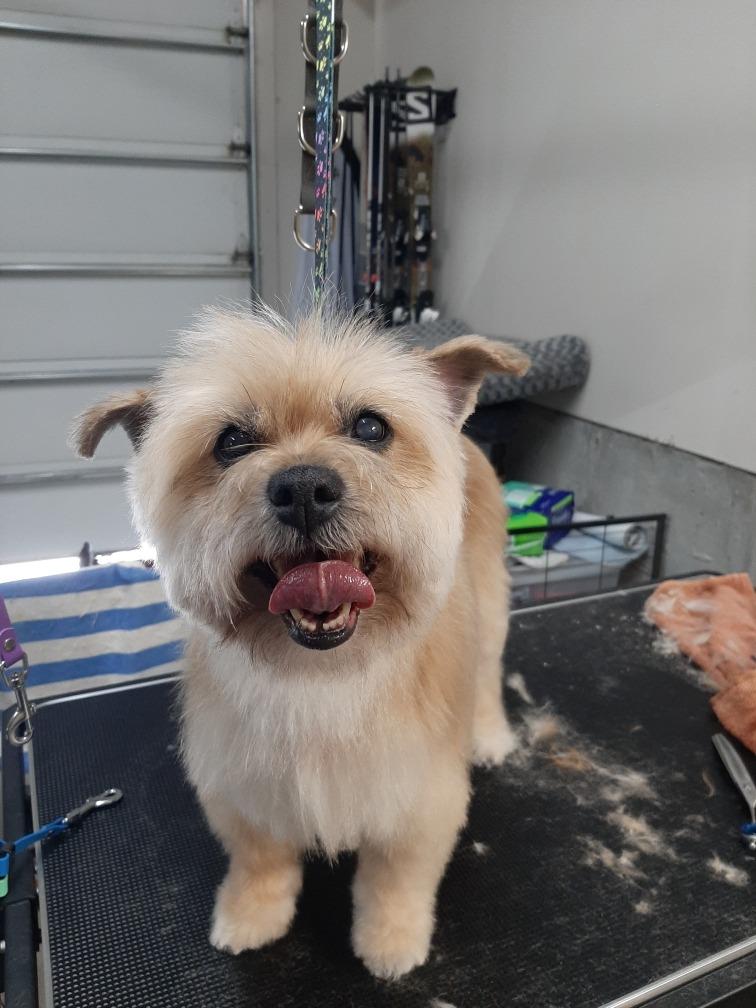 Zoey, Adopted, Senior Female Lhasa Apso & Terrier.