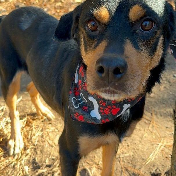 Enlarge Lola, a Adopted mixed breed in Atlanta, GA image 1/6