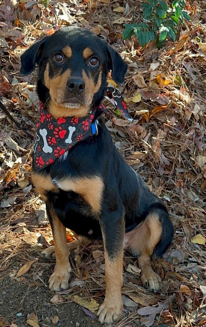 Enlarge Lola, a Adopted mixed breed in Atlanta, GA image 2/6