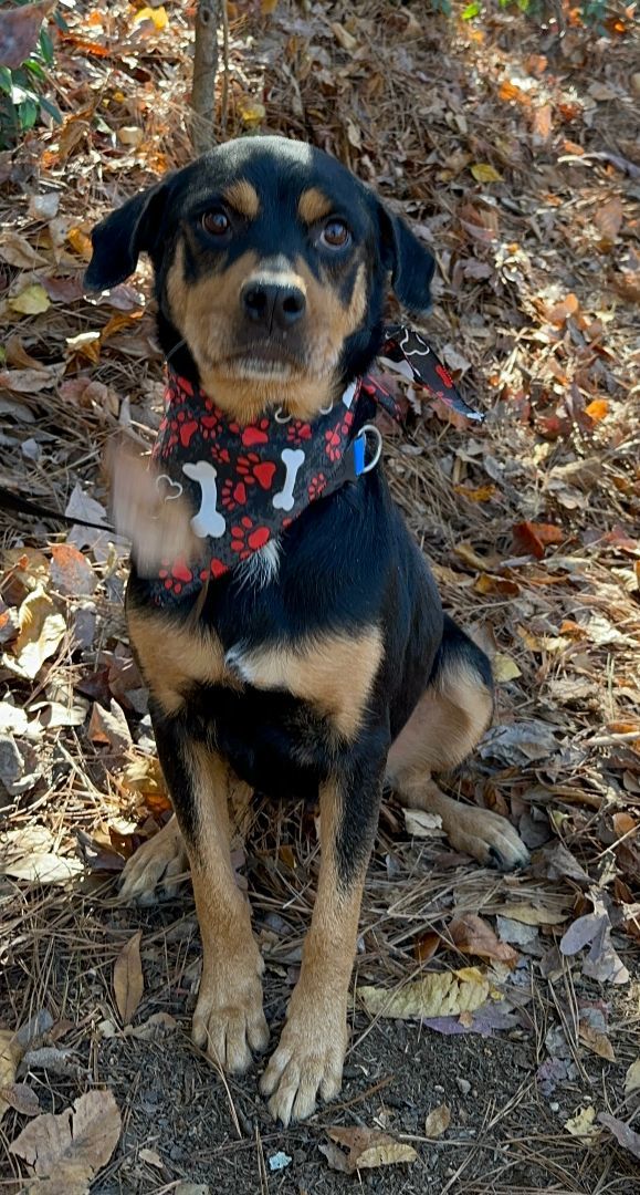 Enlarge Lola, a Adopted mixed breed in Atlanta, GA image 3/6