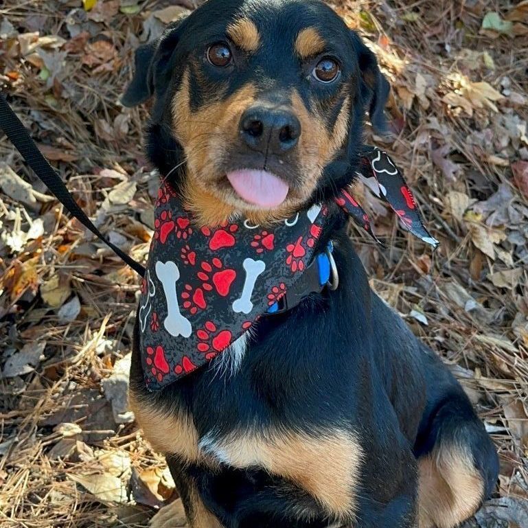 Enlarge Lola, a Adopted mixed breed in Atlanta, GA image 4/6