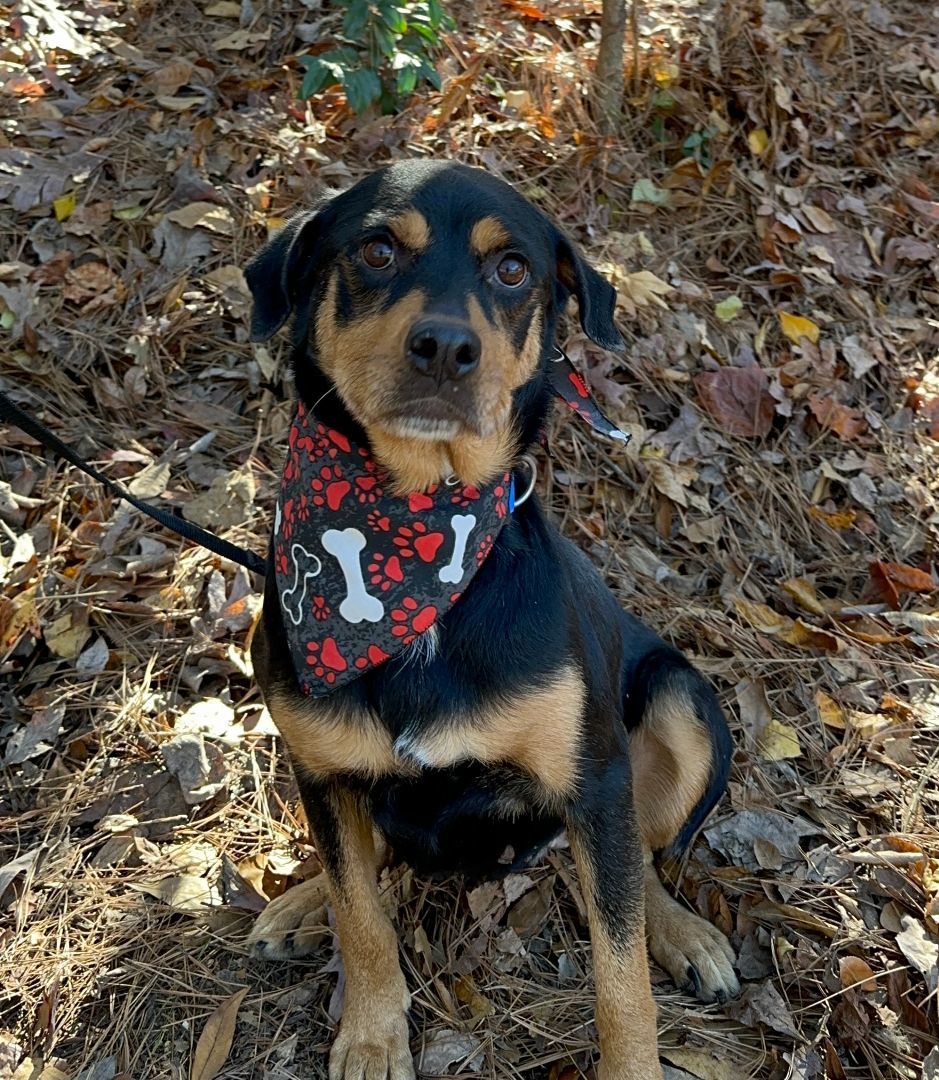 Enlarge Lola, a Adopted mixed breed in Atlanta, GA image 5/6