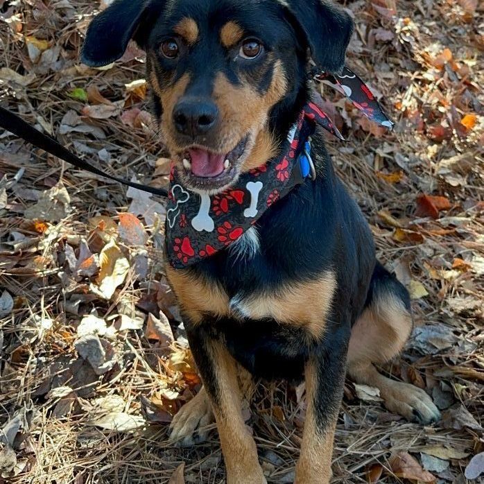 Enlarge Lola, a Adopted mixed breed in Atlanta, GA image 6/6