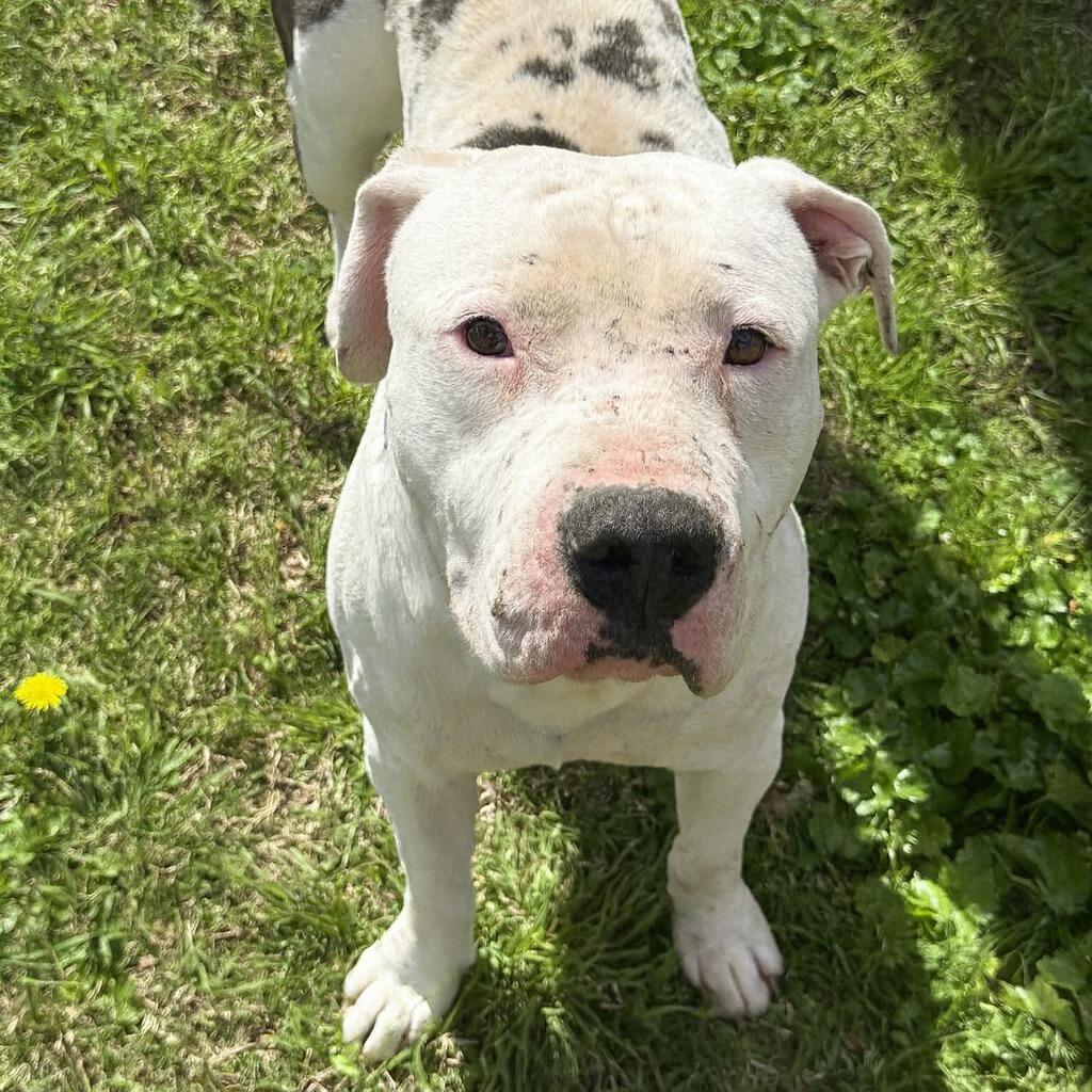 Bubba, a Adoptable Pit Bull Terrier in Brenham, TX image 2/5