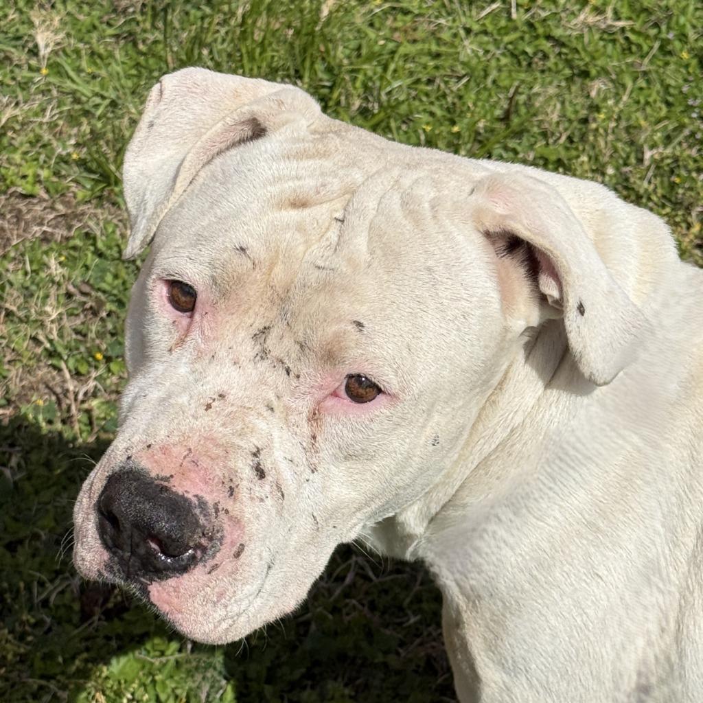 Bubba, a Adoptable Pit Bull Terrier in Brenham, TX image 1/5