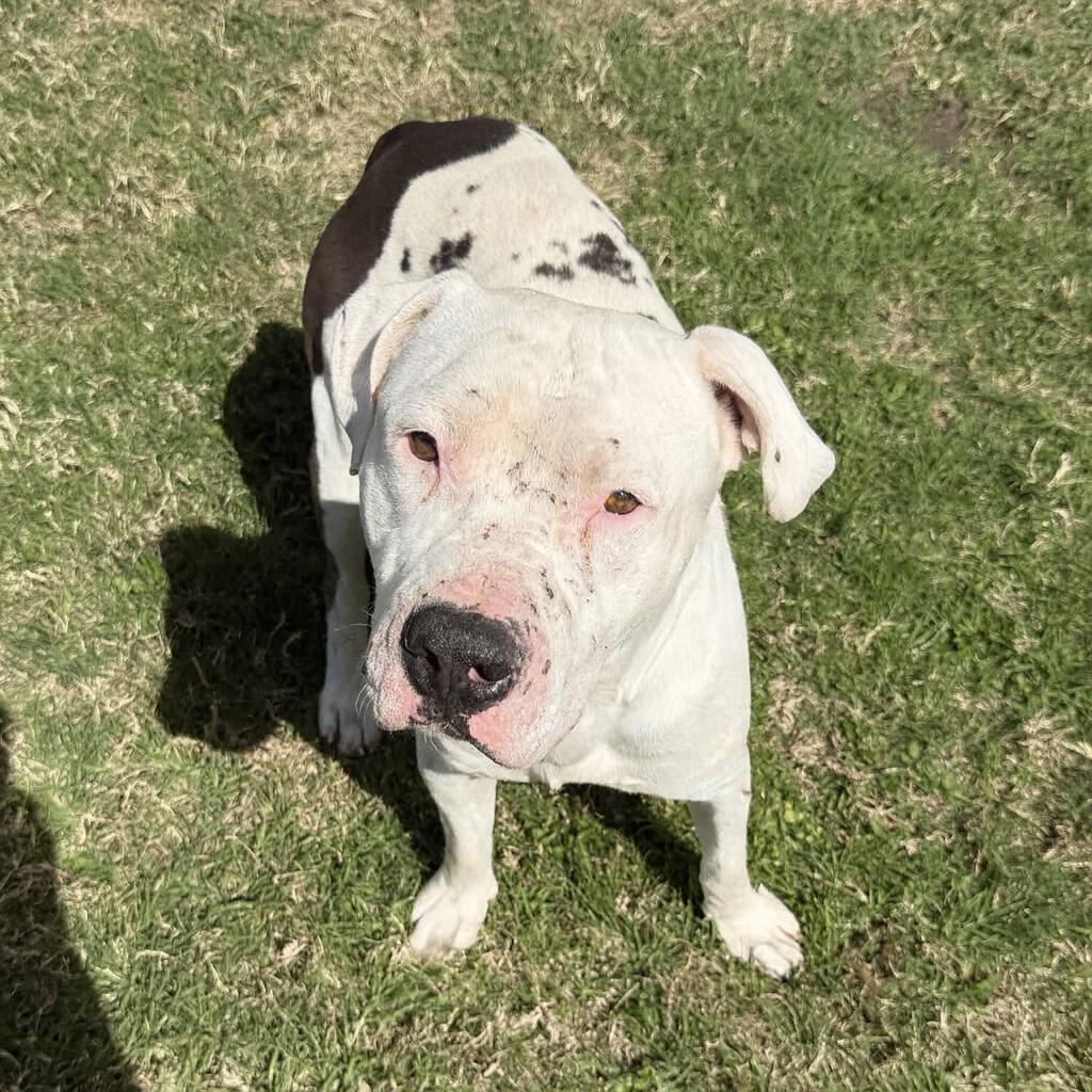 Bubba, a Adoptable Pit Bull Terrier in Brenham, TX image 3/5