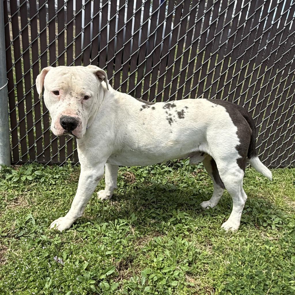 Bubba, a Adoptable Pit Bull Terrier in Brenham, TX image 5/5