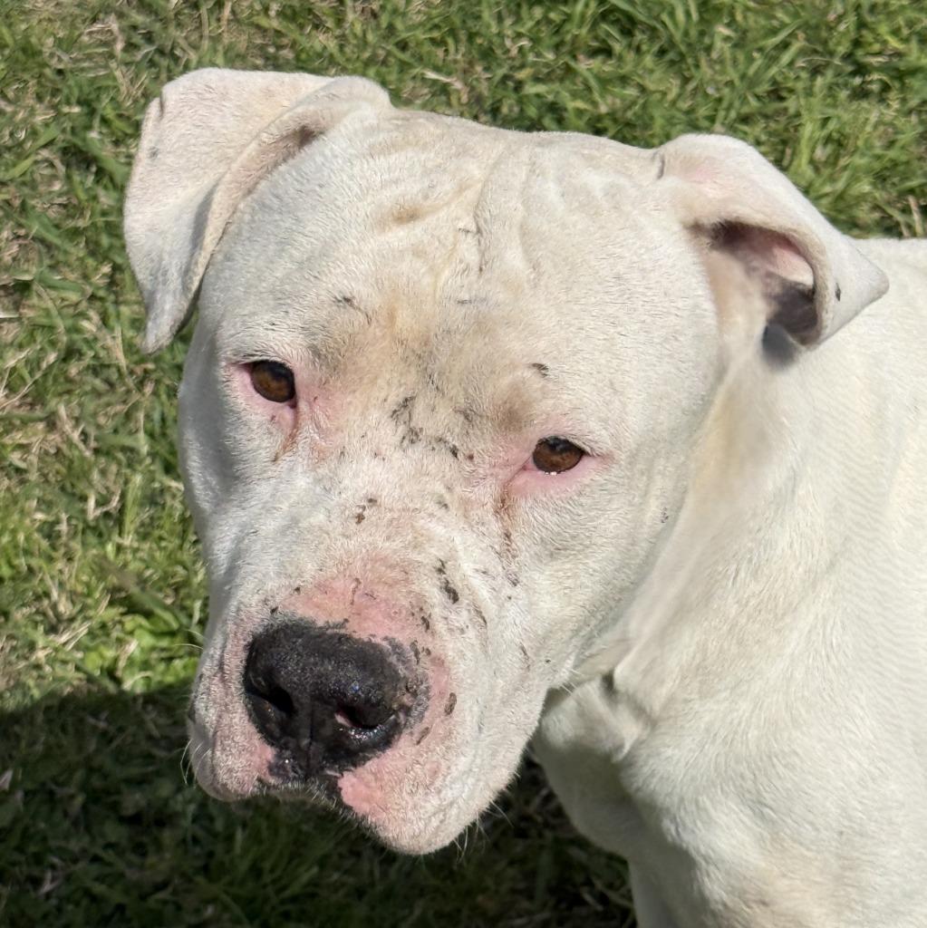 Bubba, a Adoptable Pit Bull Terrier in Brenham, TX image 4/5