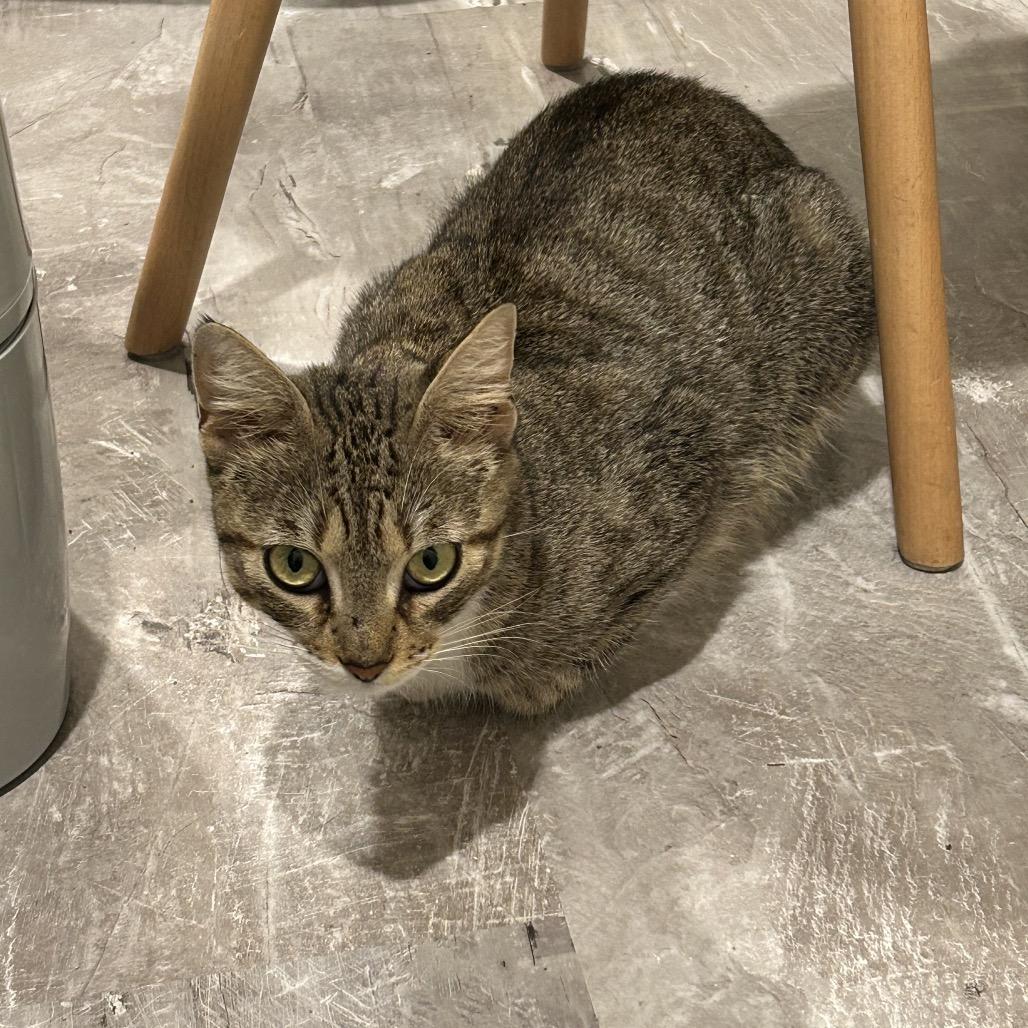 Crumb, Adoptable, Adult Female Domestic Short Hair.