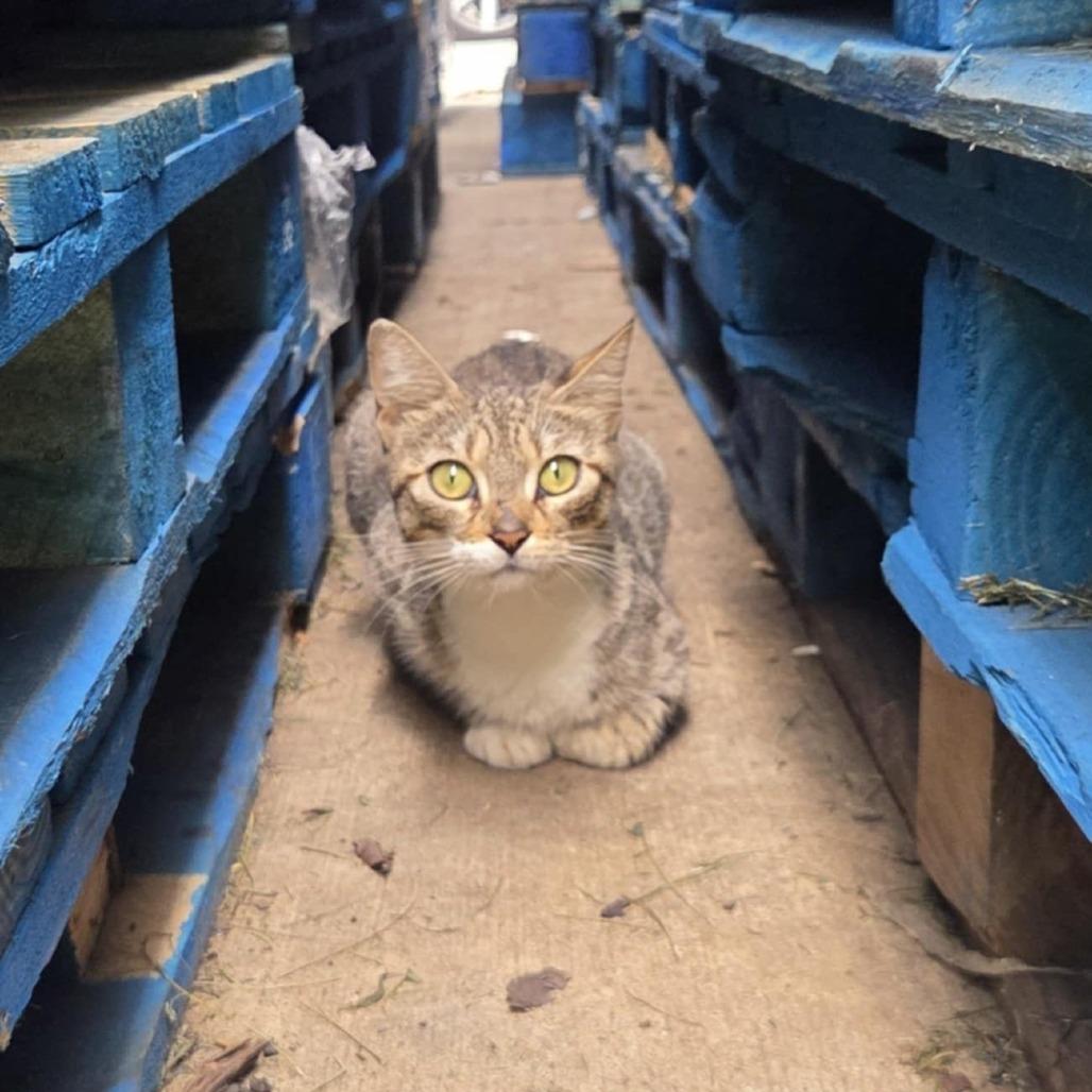Enlarge Crumb, a Adoptable Domestic Short Hair in Reisterstown, MD image 2/6