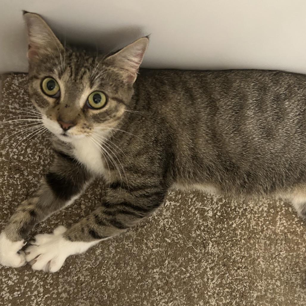 Enlarge Crumb, a Adoptable Domestic Short Hair in Reisterstown, MD image 3/6