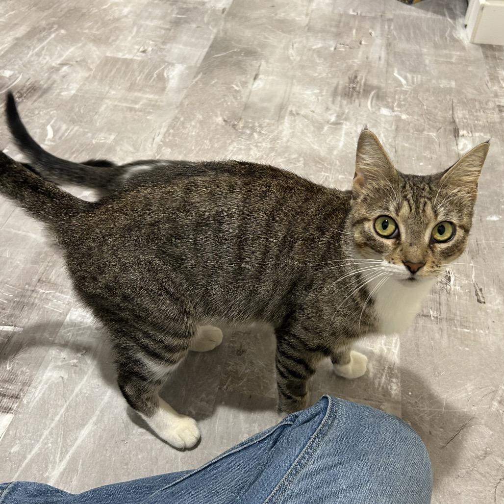 Enlarge Crumb, a Adoptable Domestic Short Hair in Reisterstown, MD image 5/6