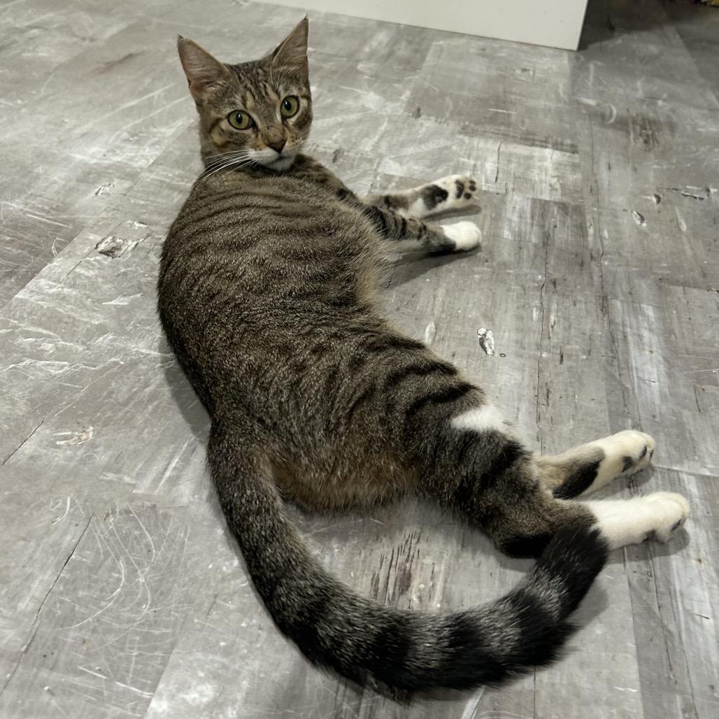 Enlarge Crumb, a Adoptable Domestic Short Hair in Reisterstown, MD image 6/6