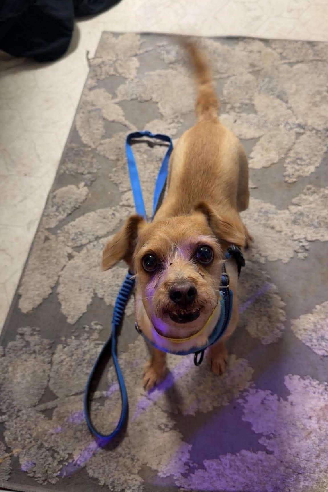 Rascal, Adoptable, Adult Male Chihuahua.