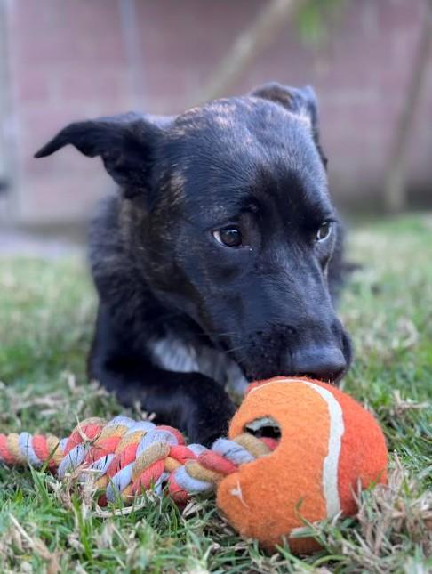 Enlarge Star, a Adoptable mixed breed in Phoenix, AZ image 1/6
