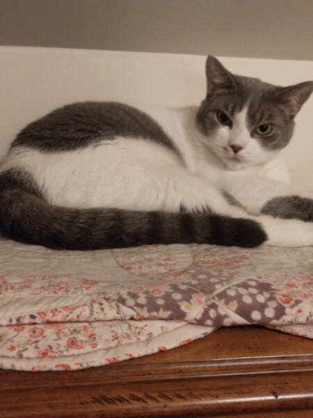 Shae, Adoptable, Adult Female American Shorthair & Domestic Short Hair.