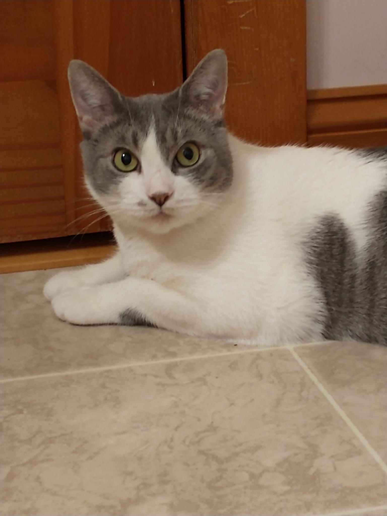 Shae, a Adoptable mixed breed in Westford, MA image 2/8