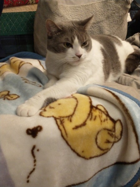 Shae, a Adoptable mixed breed in Westford, MA image 3/8