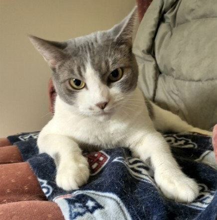 Shae, a Adoptable mixed breed in Westford, MA image 4/8