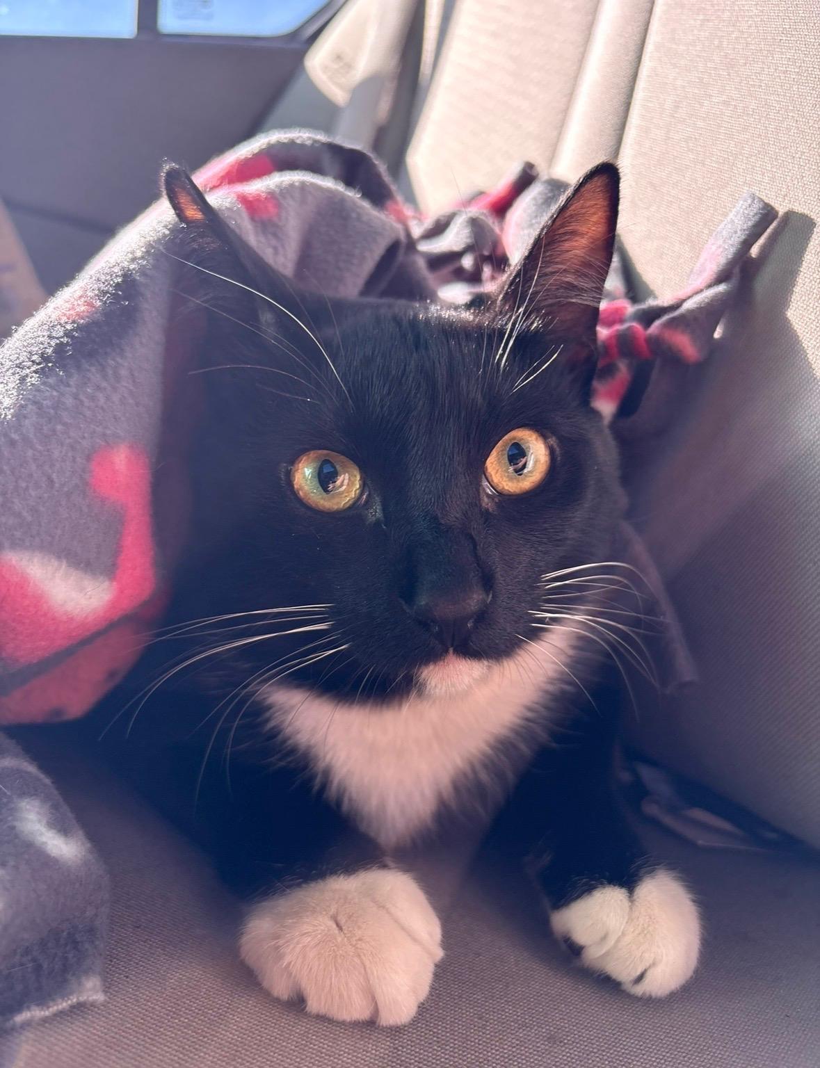 Enlarge Salem, a ADOPTABLE Tuxedo in Monrovia , CA image 2/3