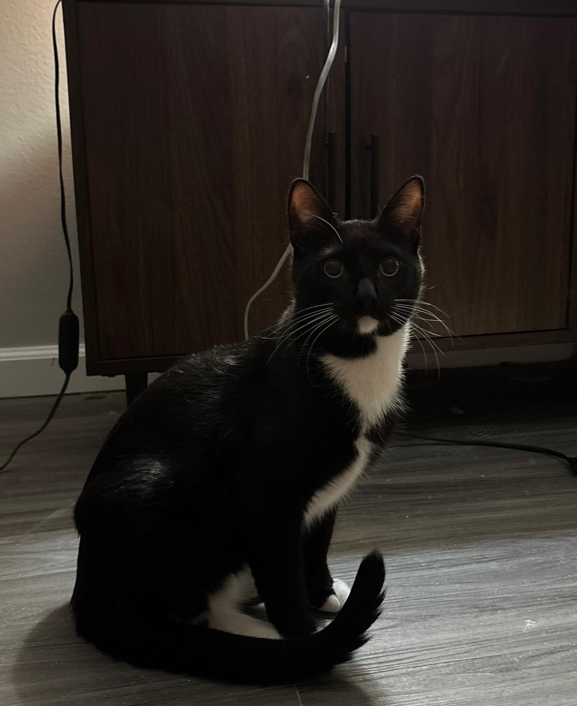 Enlarge Salem, a ADOPTABLE Tuxedo in Monrovia , CA image 3/3