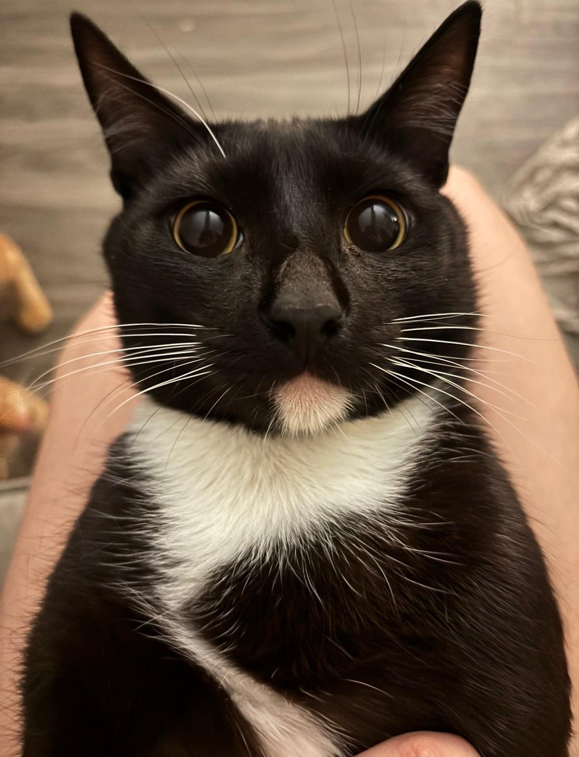 Enlarge Salem, a ADOPTABLE Tuxedo in Monrovia , CA image 1/3