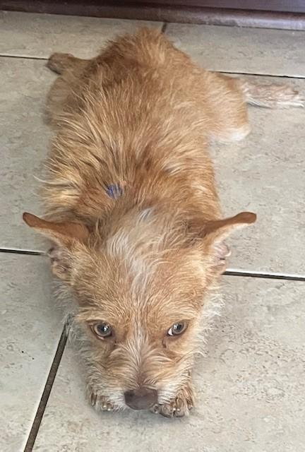 Enlarge FOXY, a ADOPTABLE mixed breed in fort worth, TX image 2/4