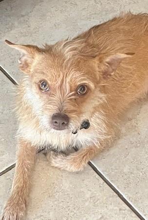 Enlarge FOXY, a ADOPTABLE mixed breed in fort worth, TX image 1/4