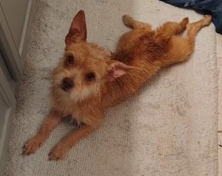 Enlarge FOXY, a ADOPTABLE mixed breed in fort worth, TX image 4/4