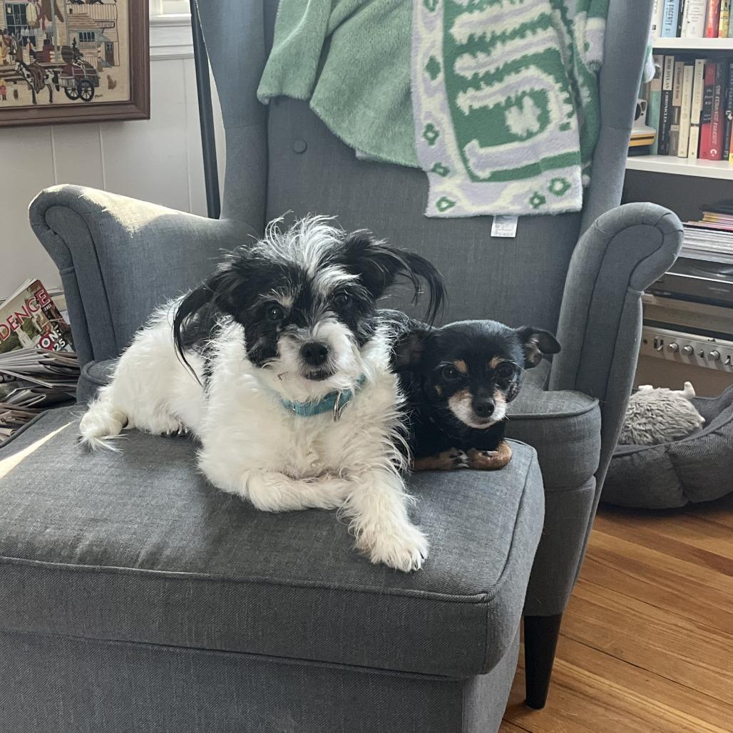 Enlarge Miracle, a Adoptable Mixed Breed in Providence, RI image 1/6