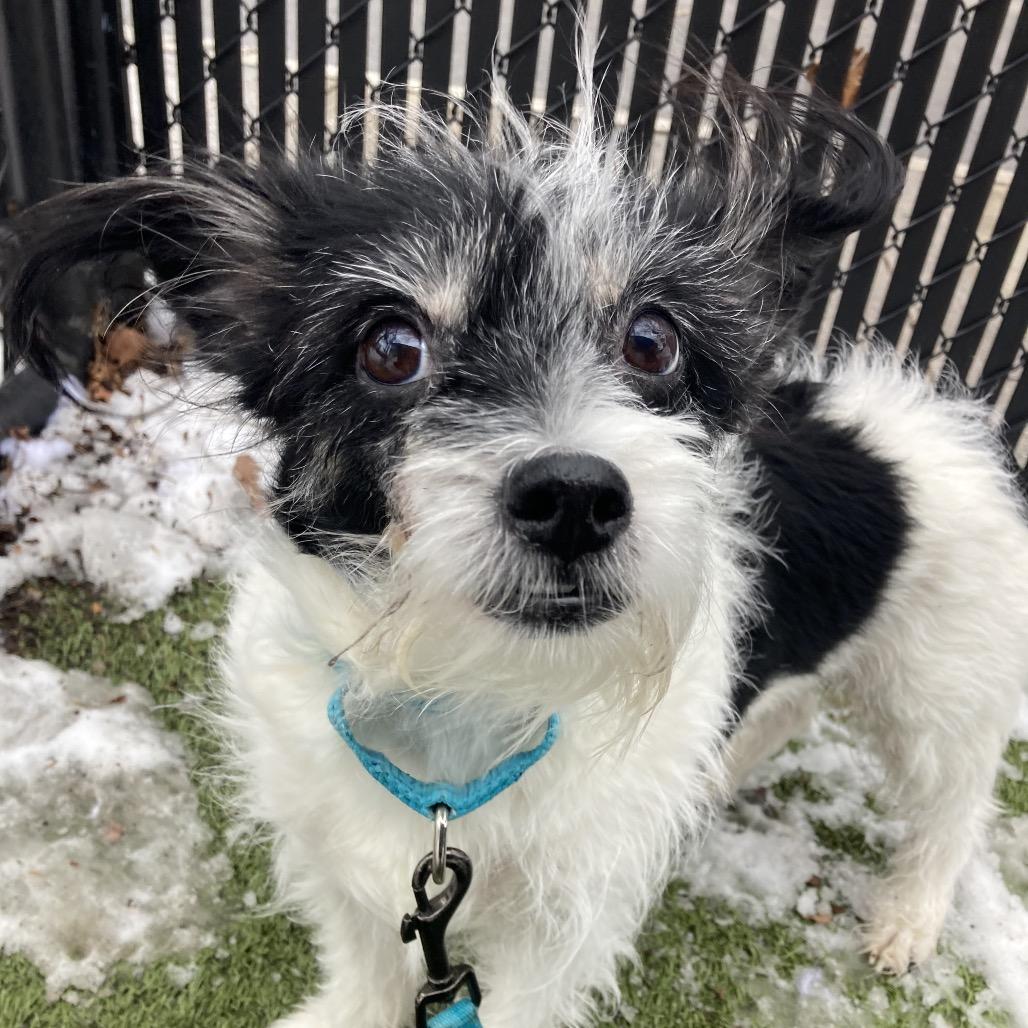 Enlarge Miracle, a Adoptable Mixed Breed in Providence, RI image 2/6