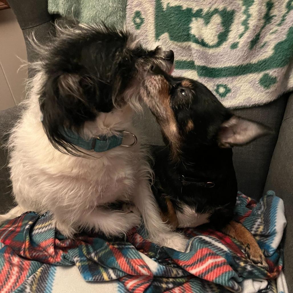 Enlarge Miracle, a Adoptable Mixed Breed in Providence, RI image 3/6