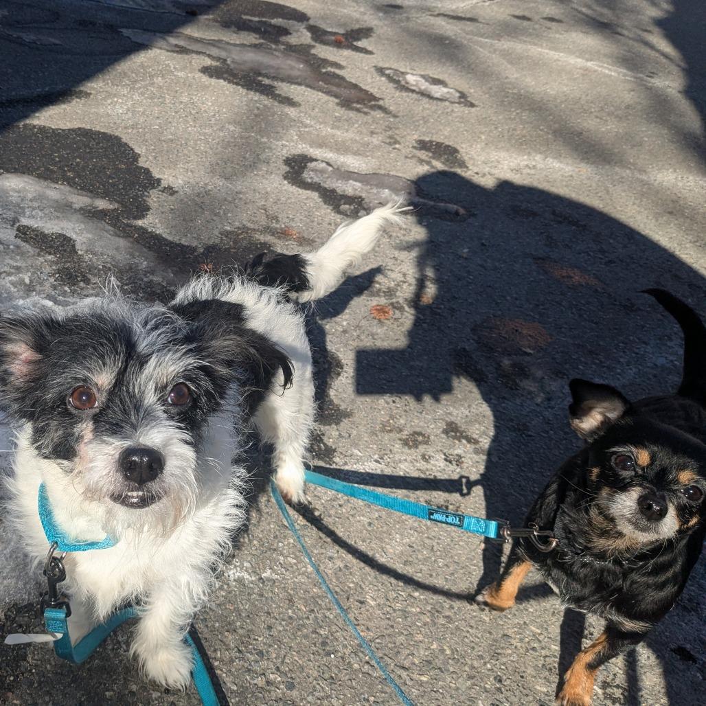 Enlarge Miracle, a Adoptable Mixed Breed in Providence, RI image 4/6