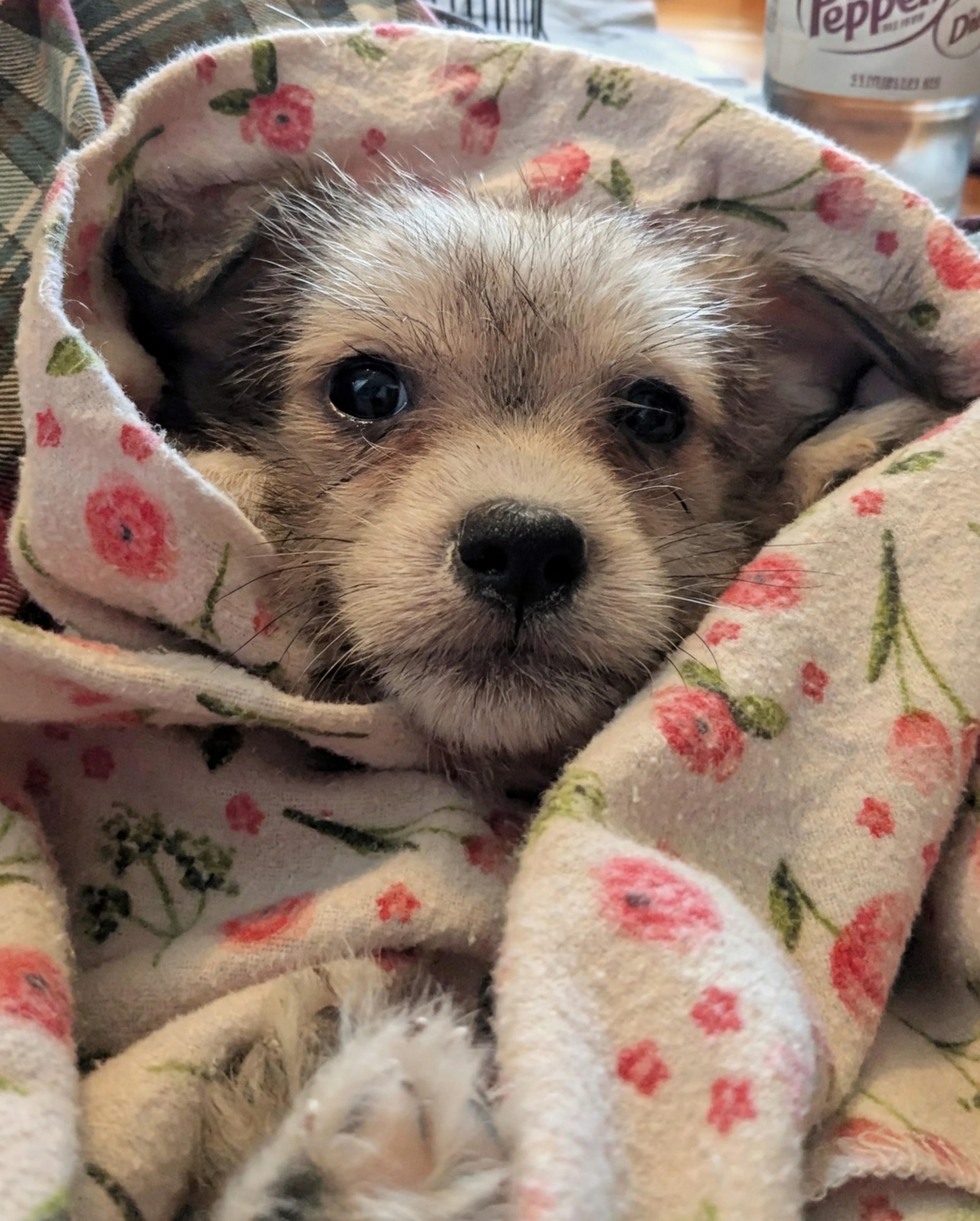 Judy Hopps, Adoptable, Puppy Female Chihuahua.