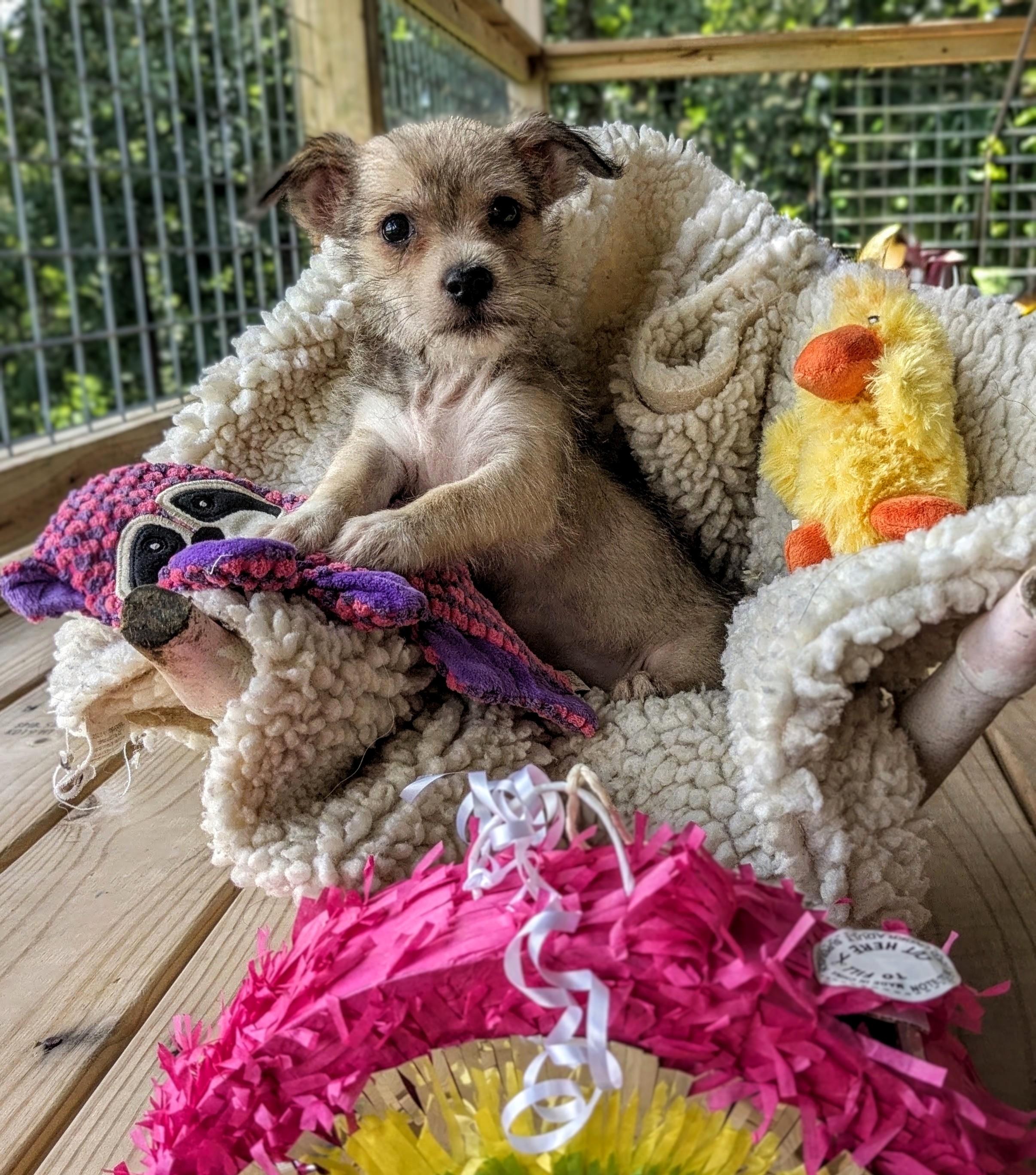 Judy Hopps, a Adoptable mixed breed in Richmond, KY image 2/4