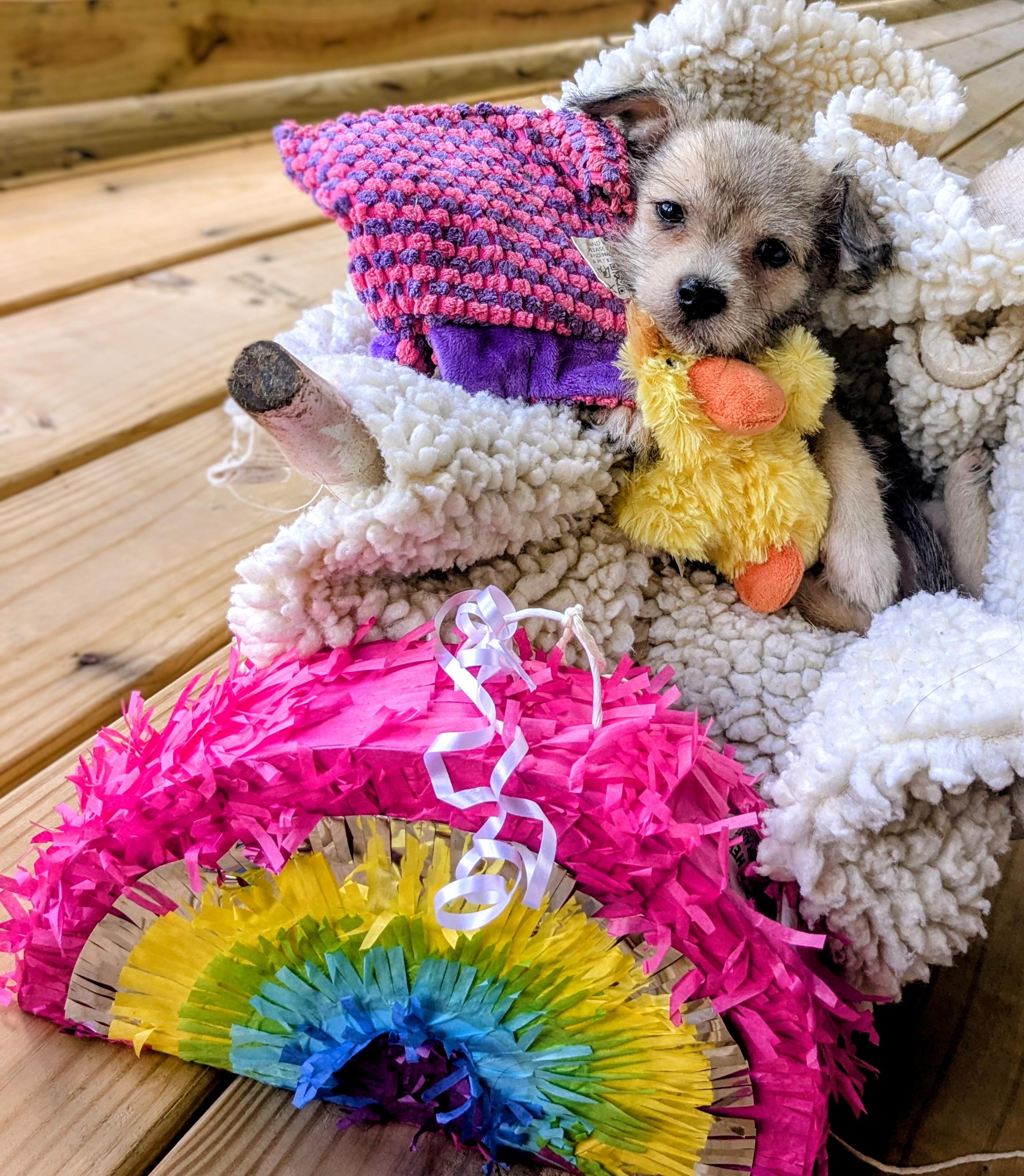 Judy Hopps, a Adoptable mixed breed in Richmond, KY image 3/4
