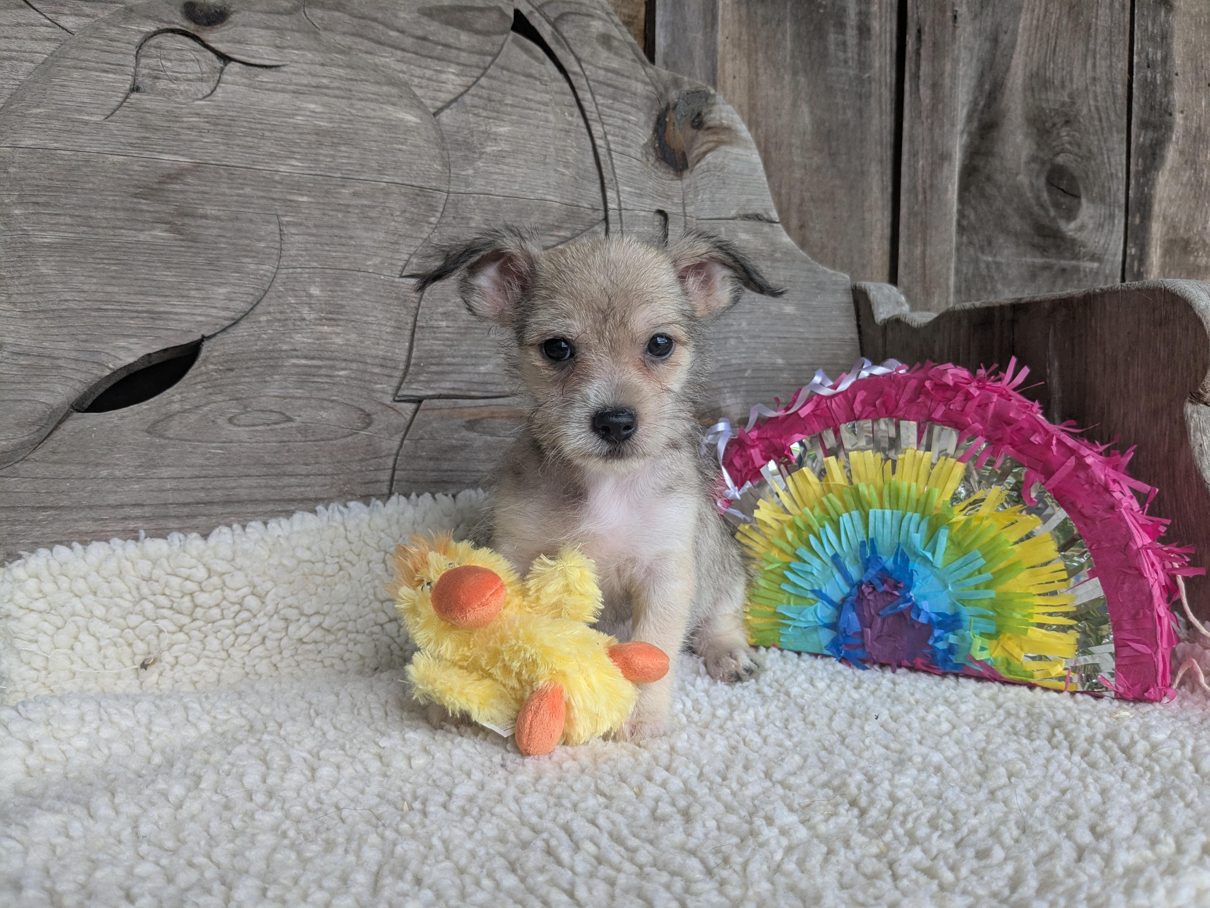 Judy Hopps, a Adoptable mixed breed in Richmond, KY image 4/4
