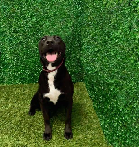 Enlarge Tess, a Adoptable Labrador Retriever in San Diego, CA image 1/3